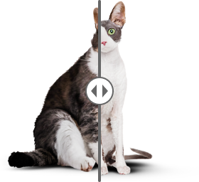 Сравнение кота на питании и без